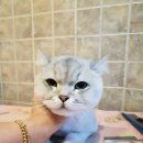 오도꾸 애견샵 이미지
