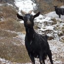 슬로우 흑염소농장 이미지