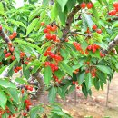 시후농장 이미지