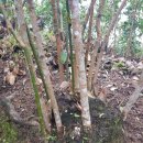 실론농장 이미지