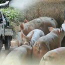 서해7농장 이미지