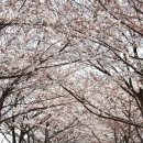 윤산 자락·삼락동 낙동강변서 활짝-작지만 알찬 부산 벚꽃축제 2제 이미지
