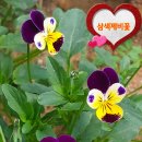 논미1리 이미지