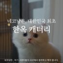 주식회사 대구고양이분양 네코냥 | 대구샴고양이분양 진짜 브리더인 네코냥