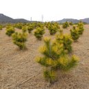 황금소나무농원 이미지