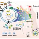 에스메드 이미지