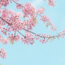 봄꽃한의원 이미지