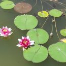 관일약비 이미지