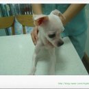 퍼피캣동물병원 이미지