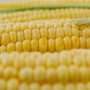 완서농장 이미지