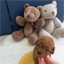 버디독 강아지분양 안심분양센터 시흥점 | 시흥강아지분양 버디독 강아지분양 안심분양센터 시흥점 선택부터 초기 적응까지 초보자 필수 절차 정리