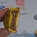 황금복돼지 | 부산 기념품 추천 부산황금복돼지빵 먹어본 후기