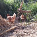 나경농장 이미지