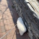 로얄 펫살롱 이미지