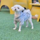 채움덴탈 | 3월 언제 끝나