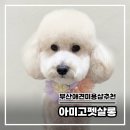 아미고펫 이미지