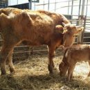 우량한우 이미지