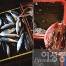 일출과메기 이미지