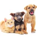 키다리동물병원 이미지