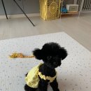 춘이샵