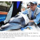 드라마 ＜이상한 변호사 우영우＞에서 언급된 남방큰돌고래 삼팔이, 춘삼이, 복순이의 tmi 이미지
