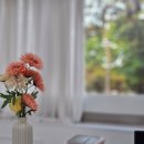 리누에스테틱 이미지