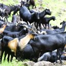 다시마 흑염소 이미지