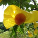 산골복숭아농장 이미지