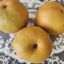 달산농원 | 울산 서생배 뜻·수확 시기·맛·효능·가격 비교｜솔직 후기 한눈에