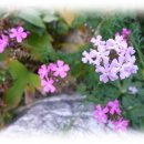 제 2 회 총 동문회 체육대회 공지(15.10.17. 오전 10시 숭실고등학교 대운동장) 이미지