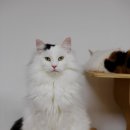 프롬시아 캐터리 이미지