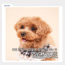 대해로 | 포항 하담포토 해도동 강아지 프로필사진 후기 반려견 스튜디오 추천