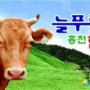 늘푸름 홍천한우 농장 이미지
