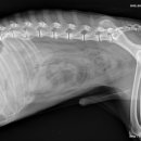 소원동물병원 이미지