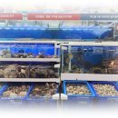 스텔라 달 마레 이미지