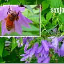 초롱꽃공원 이미지