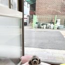 마릴린펫 이미지