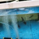 오광장대게 이미지