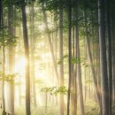 나무와 숲 이미지