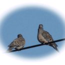 함안 명관리 공룡발자국 이미지