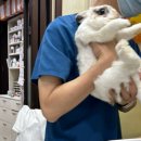 차오름동물병원 | 토끼병원은 어디가 좋아? 서울사이버대학을 다니고 내 인생이 아니고 차오름 다니고 토끼 간수치+비절...