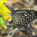 마고헤어 이미지