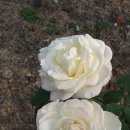 인공 + 자연 이미지