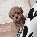 푸들 저희라는거잊지