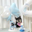 임학역 | 인천 강아지 케이크 │ 계양구 임학역 반려견 생일케이크 후기 🎂🐶