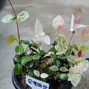 화원농장3 이미지