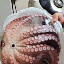 모토리카 이미지