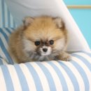 도그마루 강아지 고양이 양산화명점 이미지