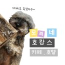 모찌네호캉스 | 성남 모찌네 호캉스 강아지 애견카페 와 호텔