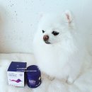 달그리고강 | 강아지 종합영양제 조엔강 이지케어 나이트 후기